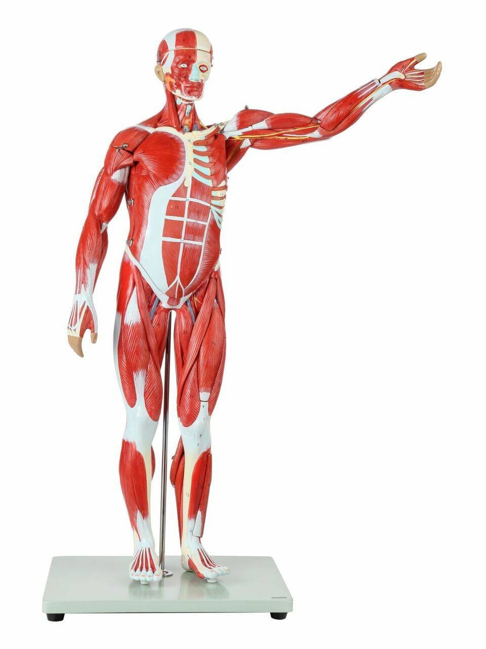 Axis Scientific 27-Part Human Muscle & Organ Anatomy Model