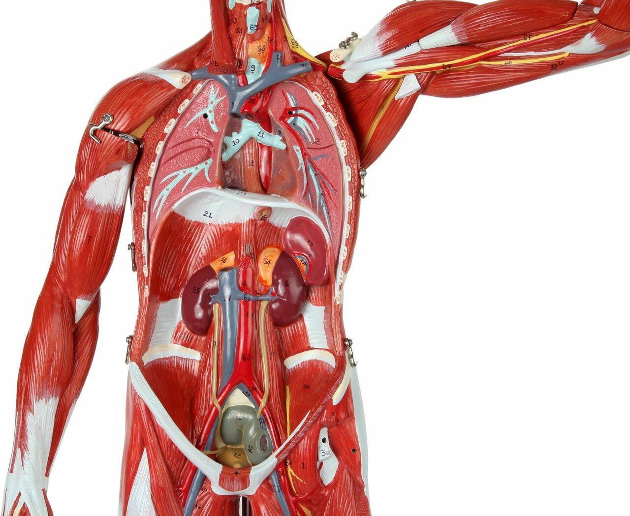 Human Torso Model | Life-Size Torso Model | Anatomical