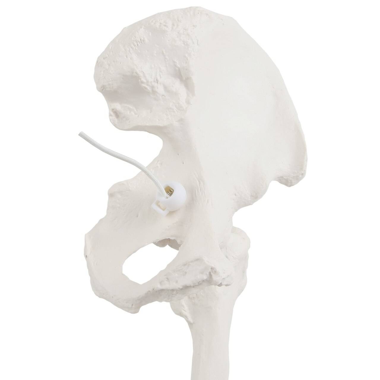 Axis Scientific Life-Size Human Leg Skeleton with Hip Joint