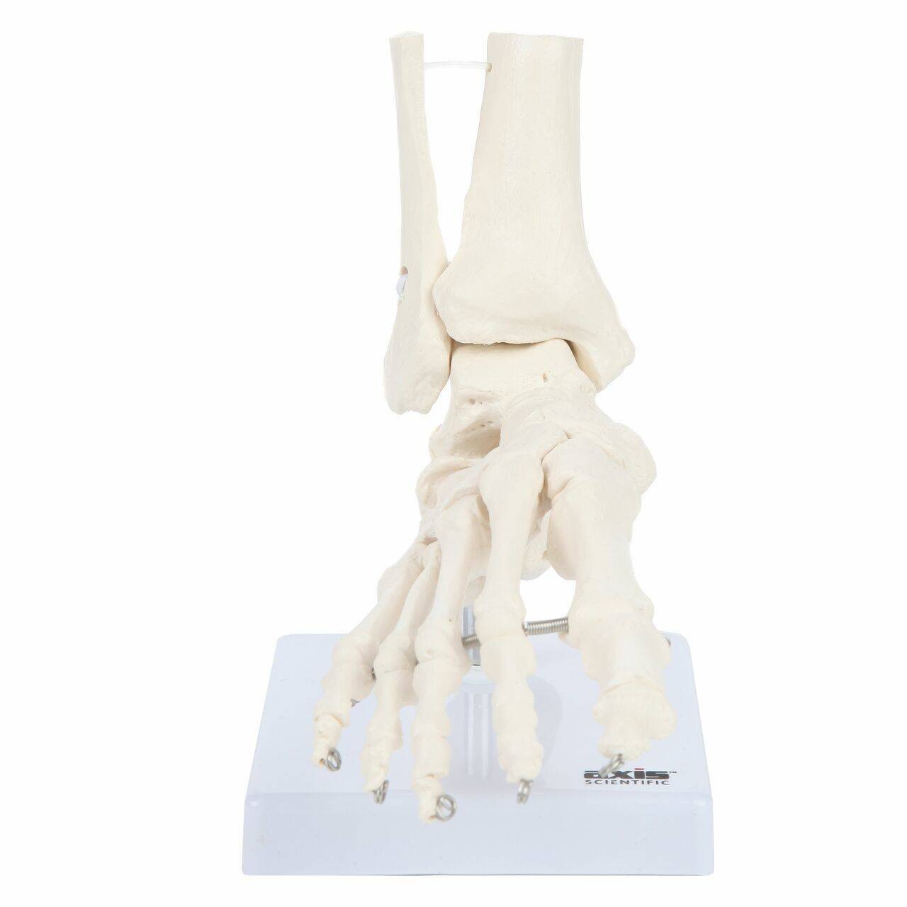 Axis Scientific Foot Skeleton With Ankle | Anatomy Warehouse