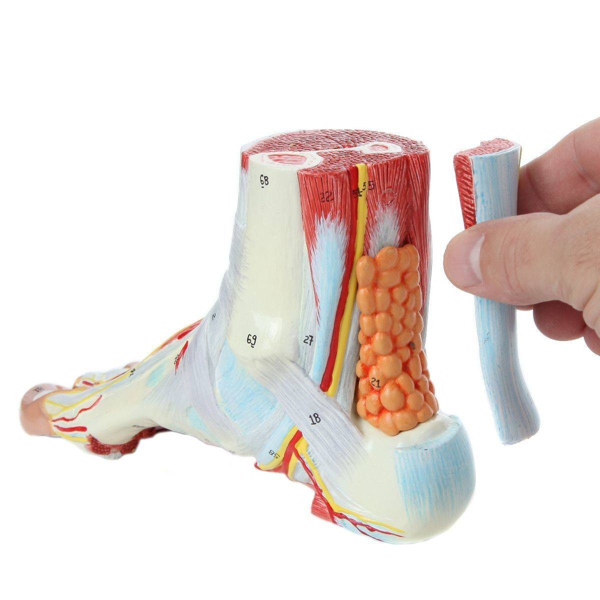 Axis Scientific 9 Part Foot with Muscles, Ligaments, Nerves and