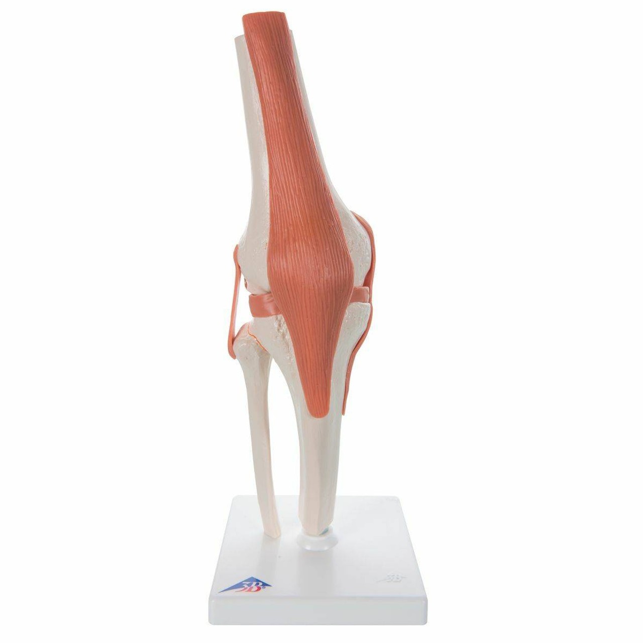 3B Scientific Functional Knee Joint Anatomy Model | Anatomy