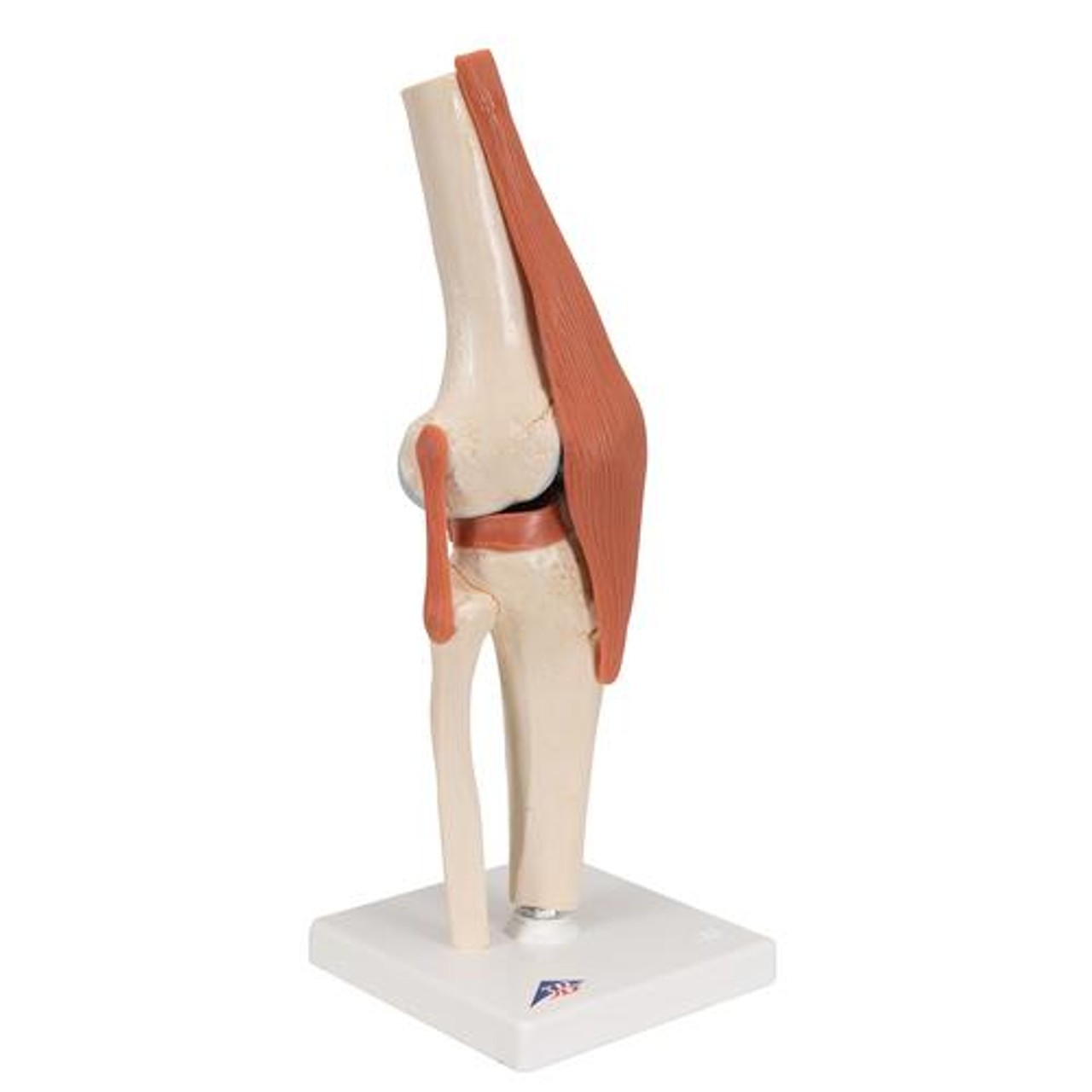 超激安 Deluxe Scientific 3B Functional Model Anatomy Joint Knee サポーター