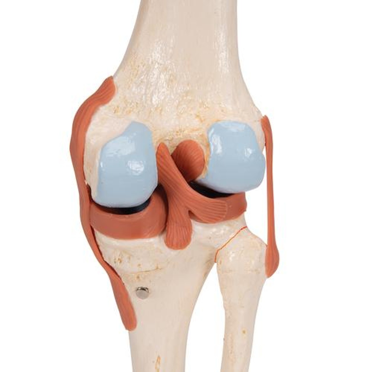 Amazon.com: Life Size Knee Joint Medical Model Human Knee