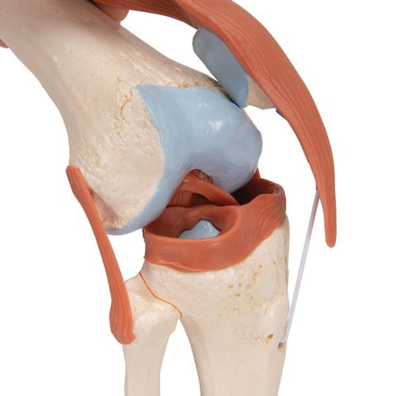 3B Scientific Deluxe Functional Knee Joint Anatomy Model