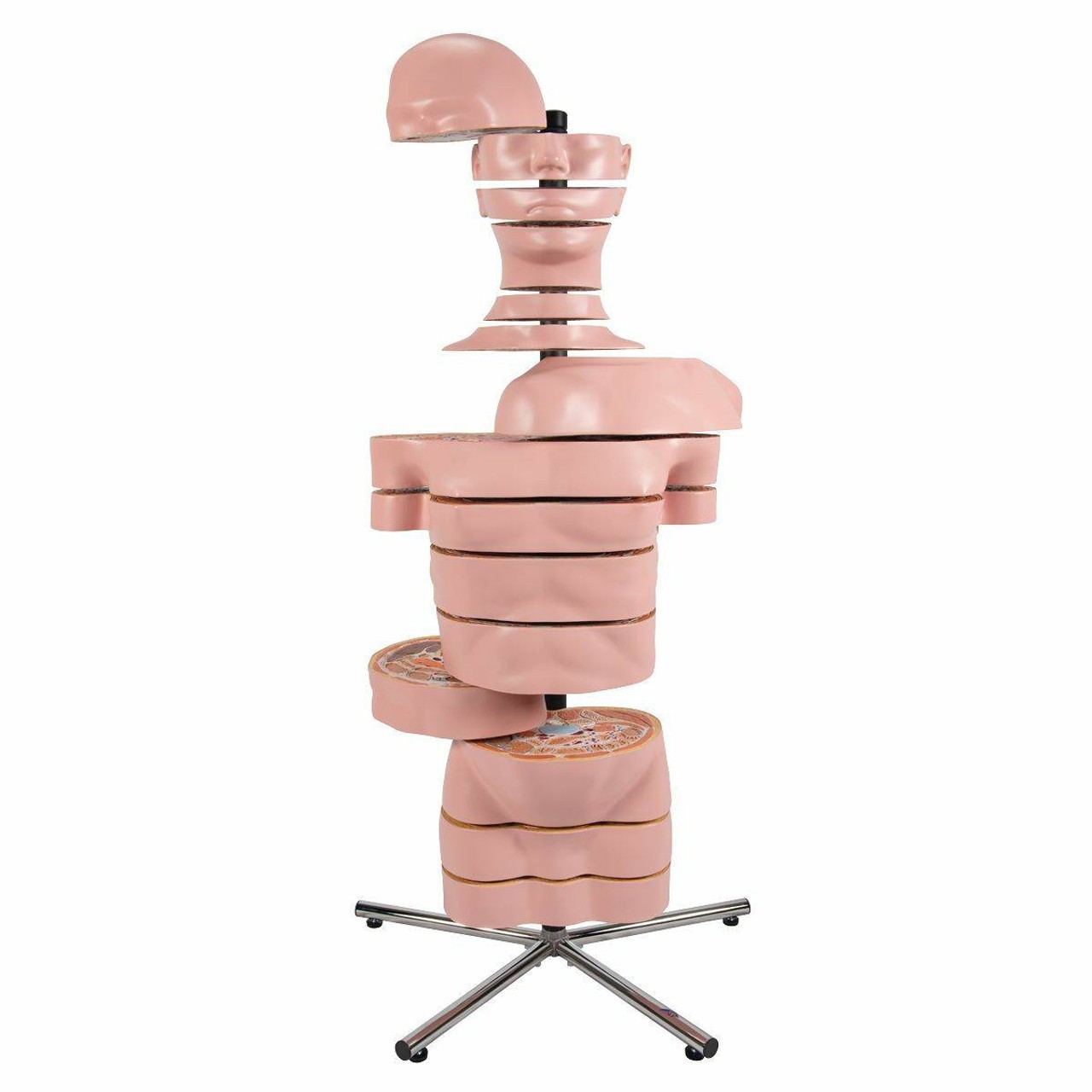 Disc torso anatomy model horizontally sectioned into 15 slices