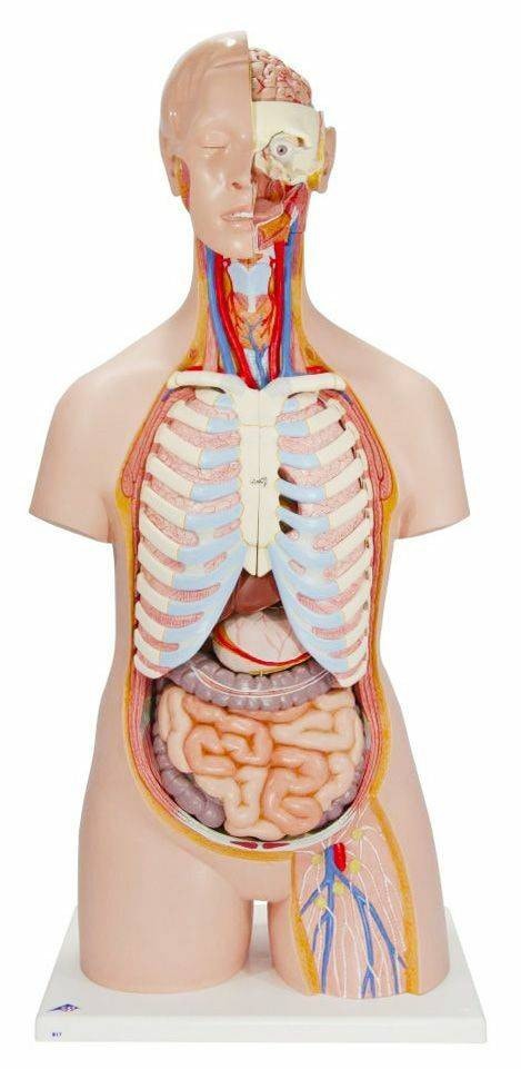 3B Scientific Classic Human Unisex Torso Anatomy Model (21 Parts