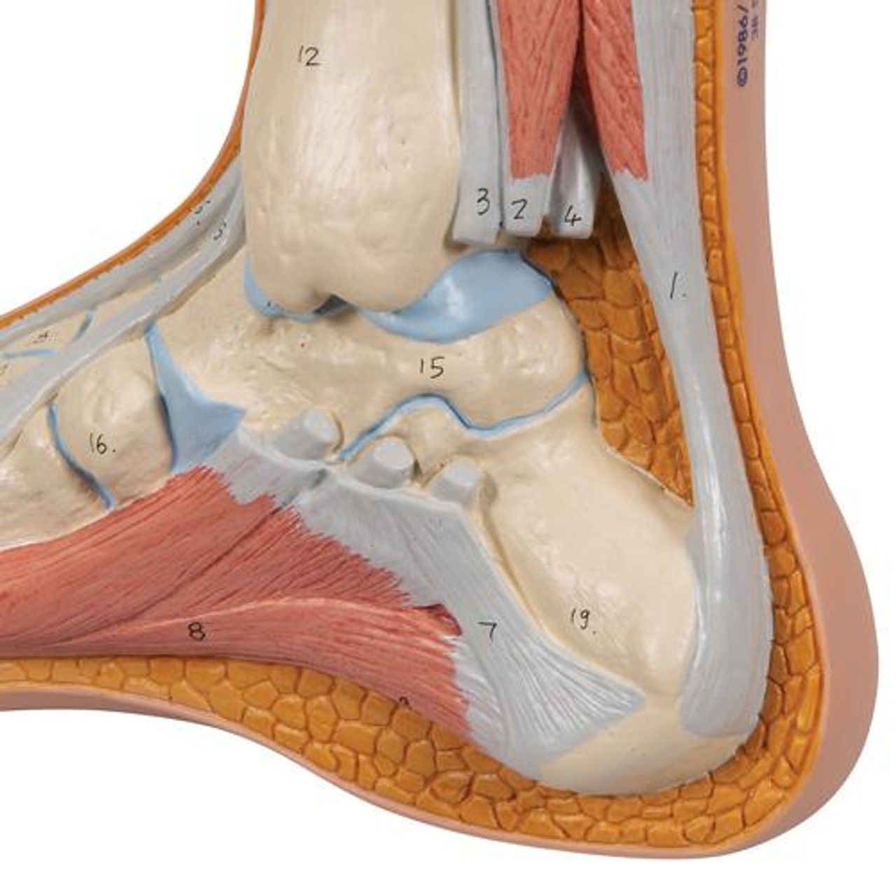 3B Scientific Normal Human Foot Anatomy Model | Anatomy