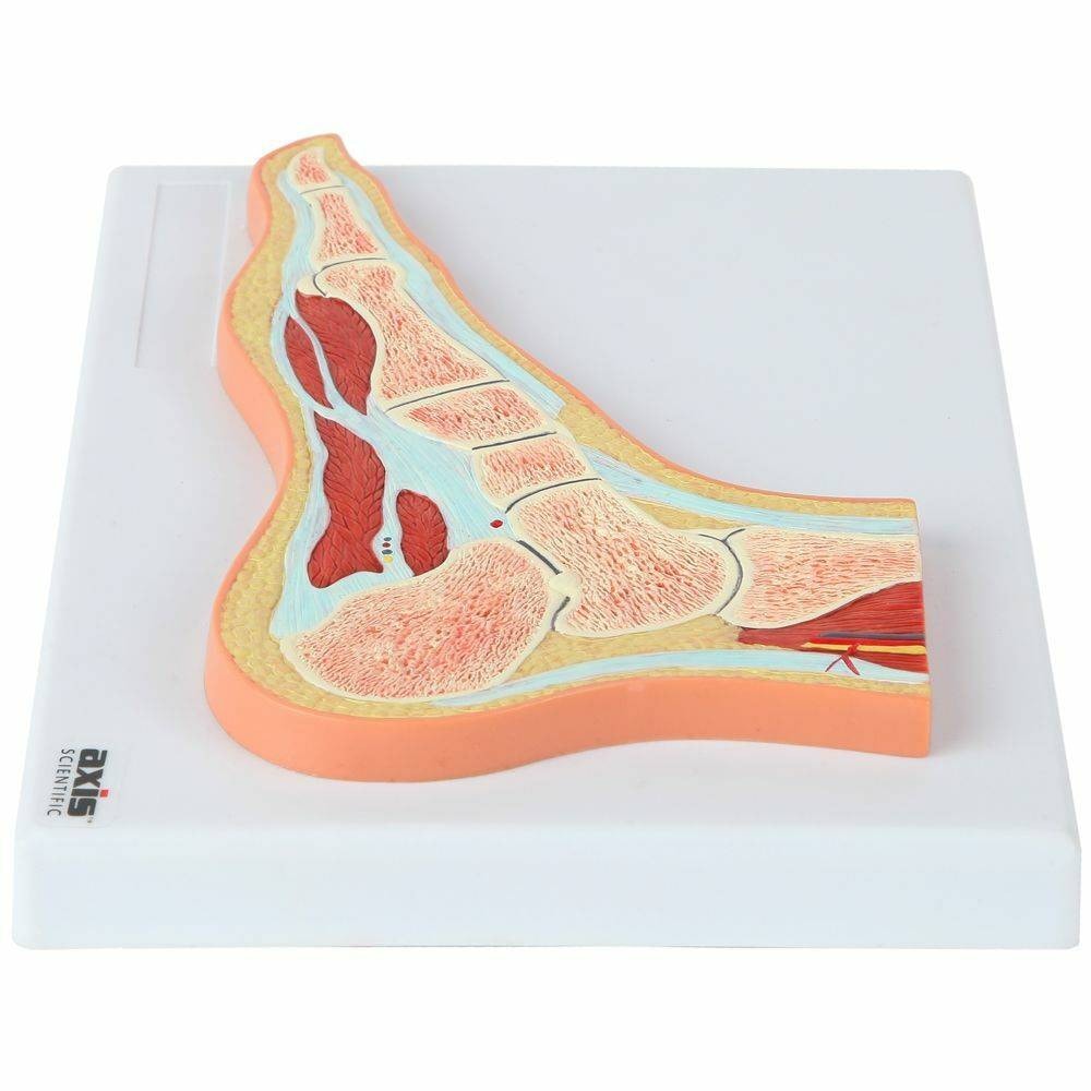 Axis Scientific Foot and Ankle Joint Section Anatomy Model