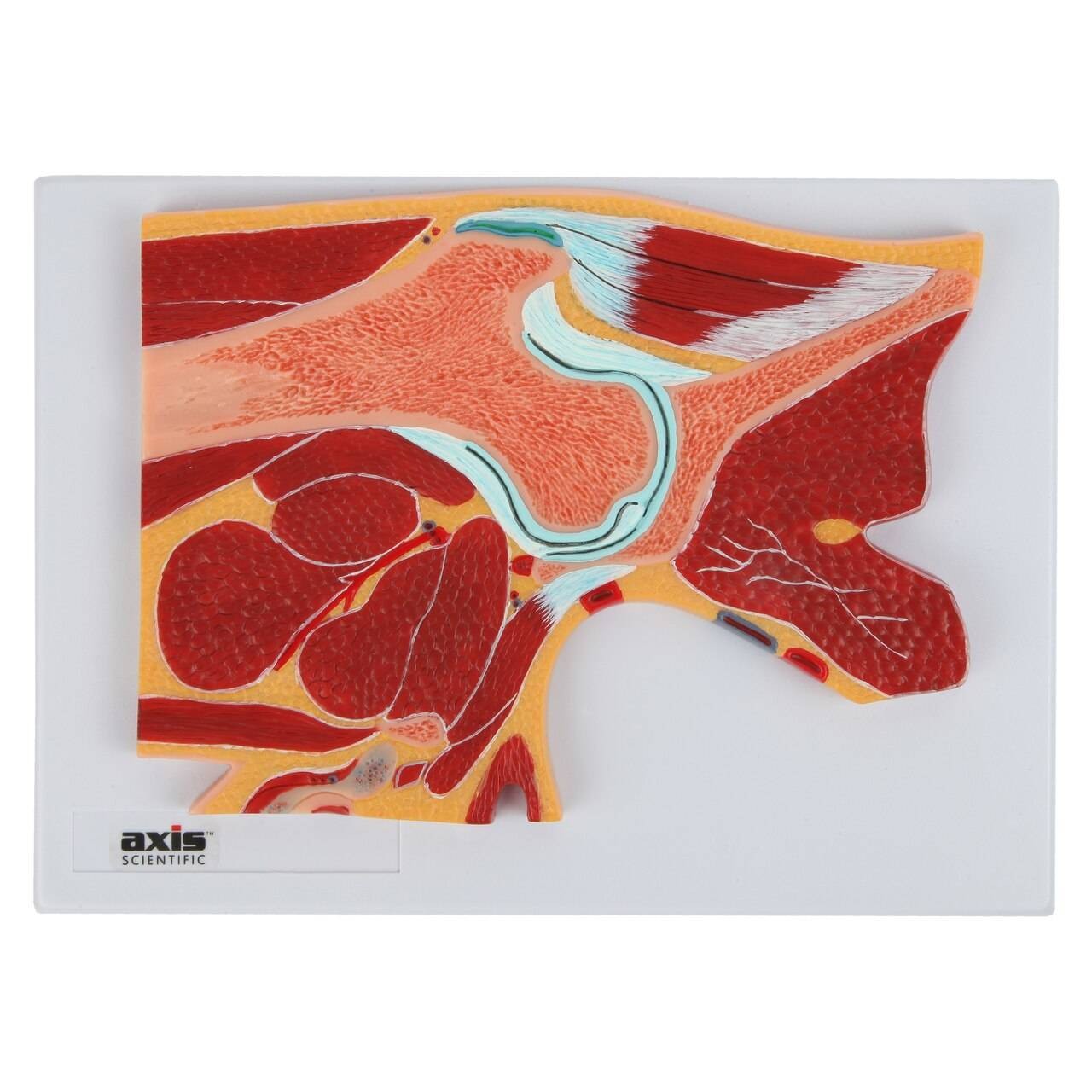 Axis Scientific Joint Cross Section Anatomy Model Set