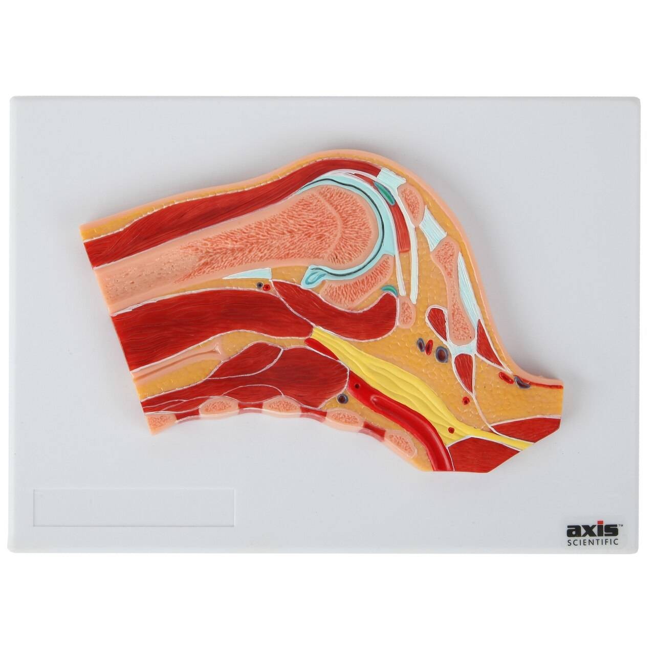 Human Sectional Anatomy: Atlas of Body Sections, CT and MRI