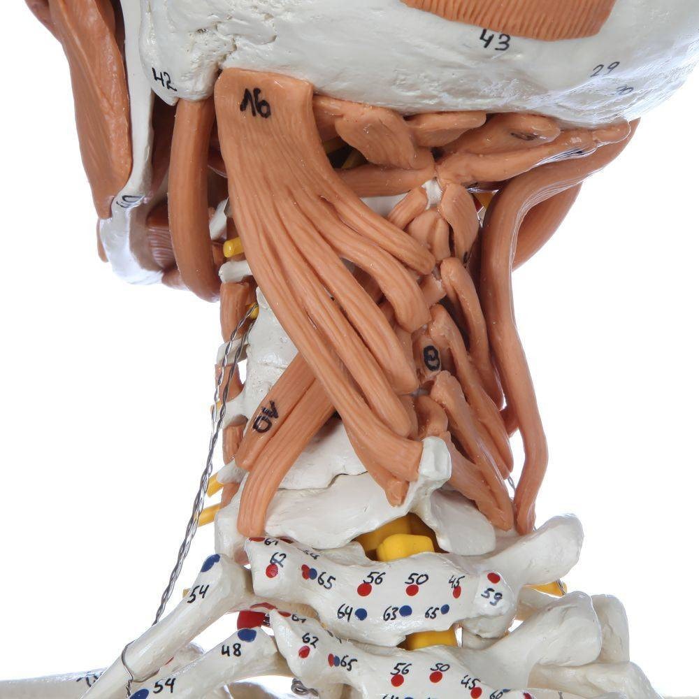 Rudiger Anatomie Premium Deluxe Super Skeleton with Musculature