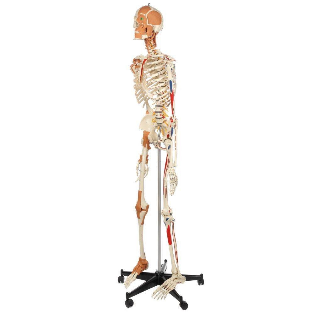 Rudiger Anatomie Premium Deluxe Super Skeleton with Musculature