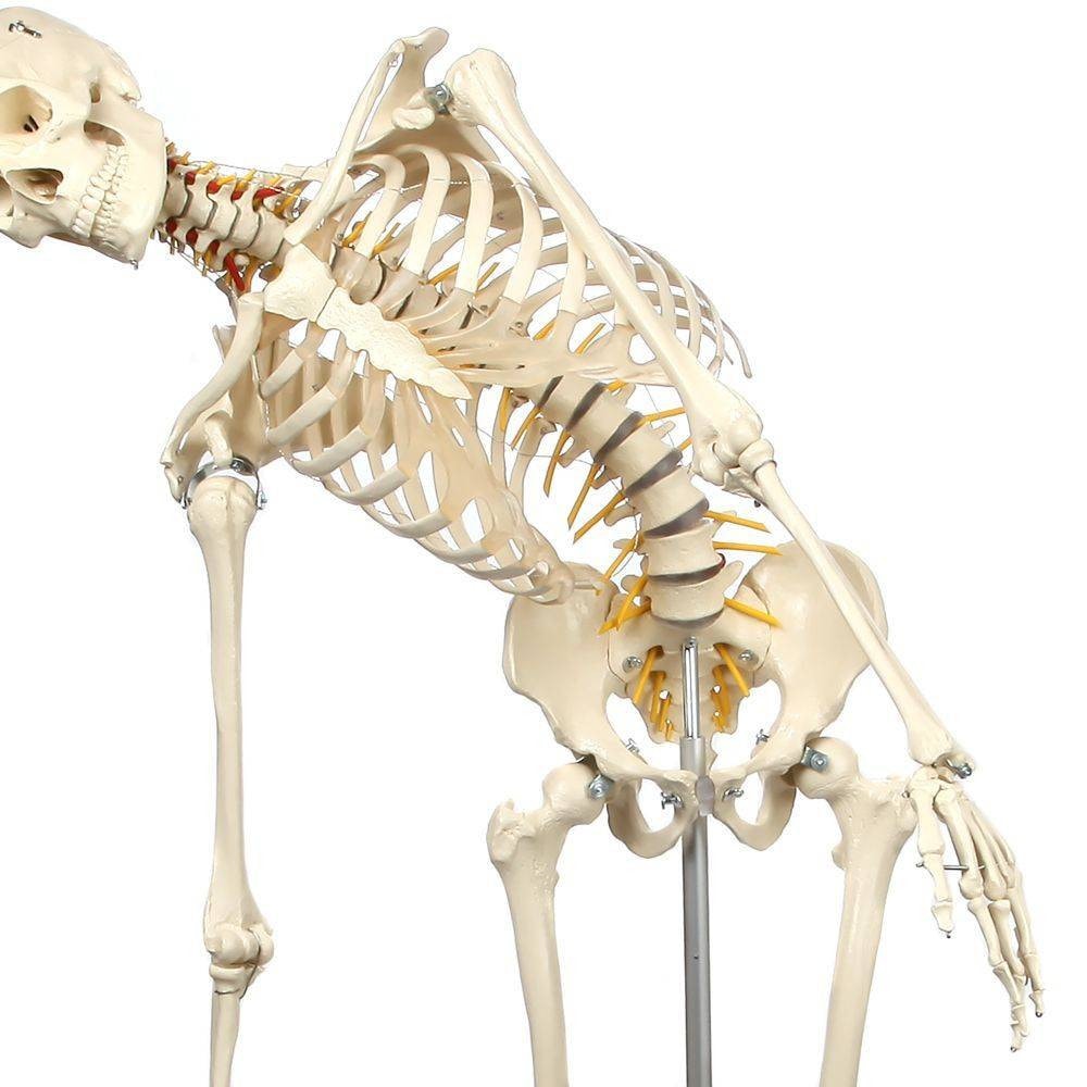 ドイツ rudiger anatomie リュディガー アナトミー社製 骨格模型 Rudiger Anatomie Premium Flexible Skeleton | Anatomy Warehouse