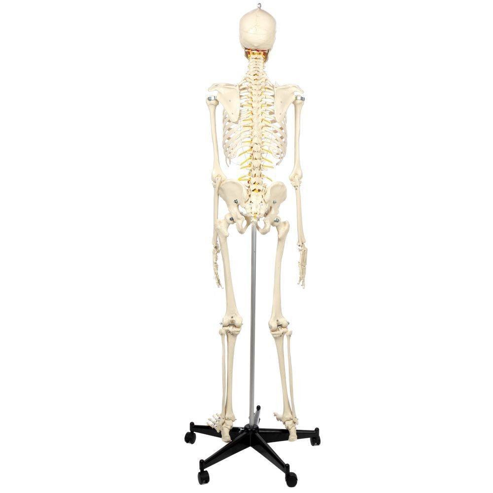 Rudiger Anatomie Premium Flexible Skeleton | Anatomy Warehouse