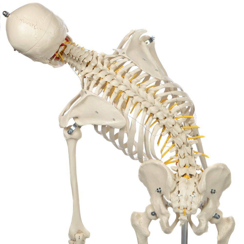 Rudiger Anatomie Premium Flexible Skeleton | Anatomy Warehouse