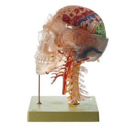 SOMSO Neuroanatomy Head Model | Anatomy Warehouse