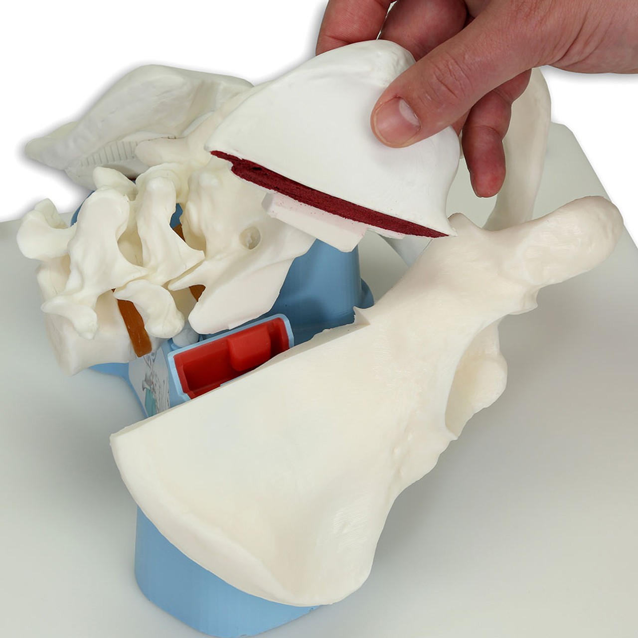 Bonnie Bone Marrow Biopsy Skills Trainer