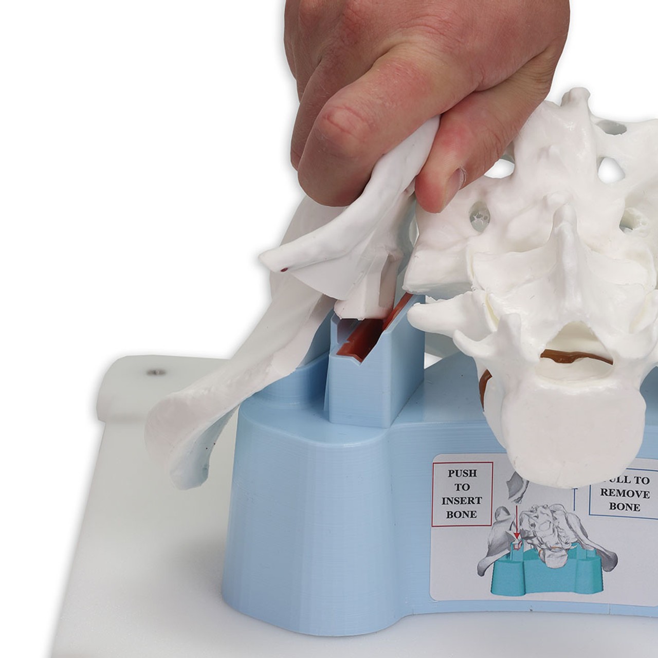 Bonnie Bone Marrow Biopsy Skills Trainer