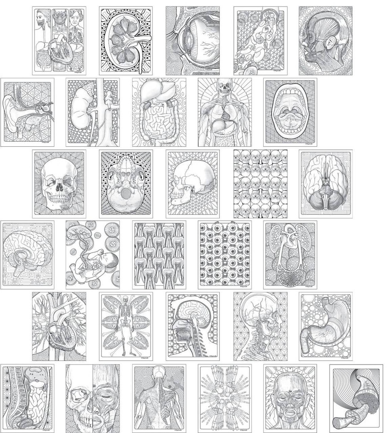 Grey Matter Anatomy Coloring Book