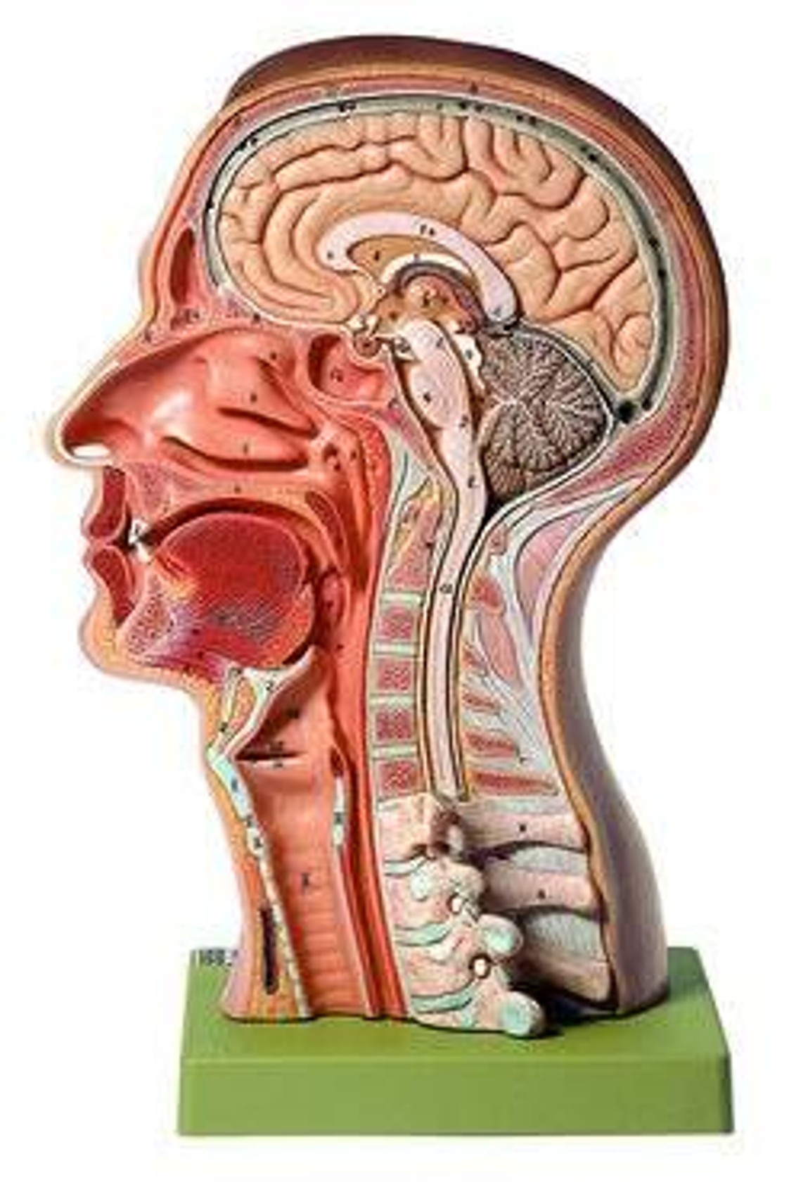 限定セール -SALE SOMSO Model of the Head Anatomy Model | Anatomy Warehouse 人体模型