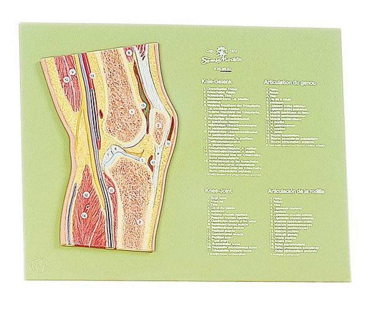 SOMSO Section through the Knee Joint Anatomy Model