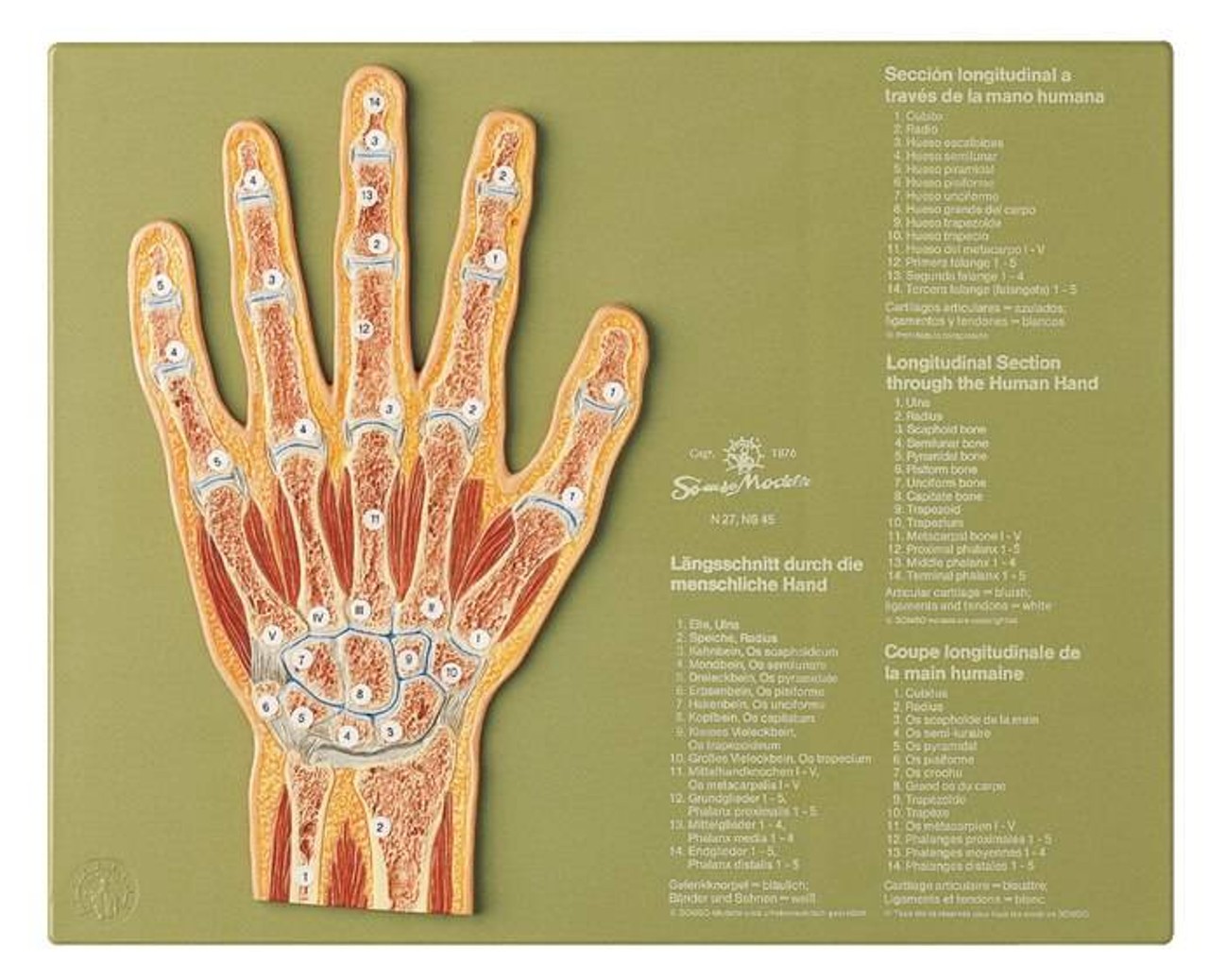SOMSO Section through the Hand Anatomy Model