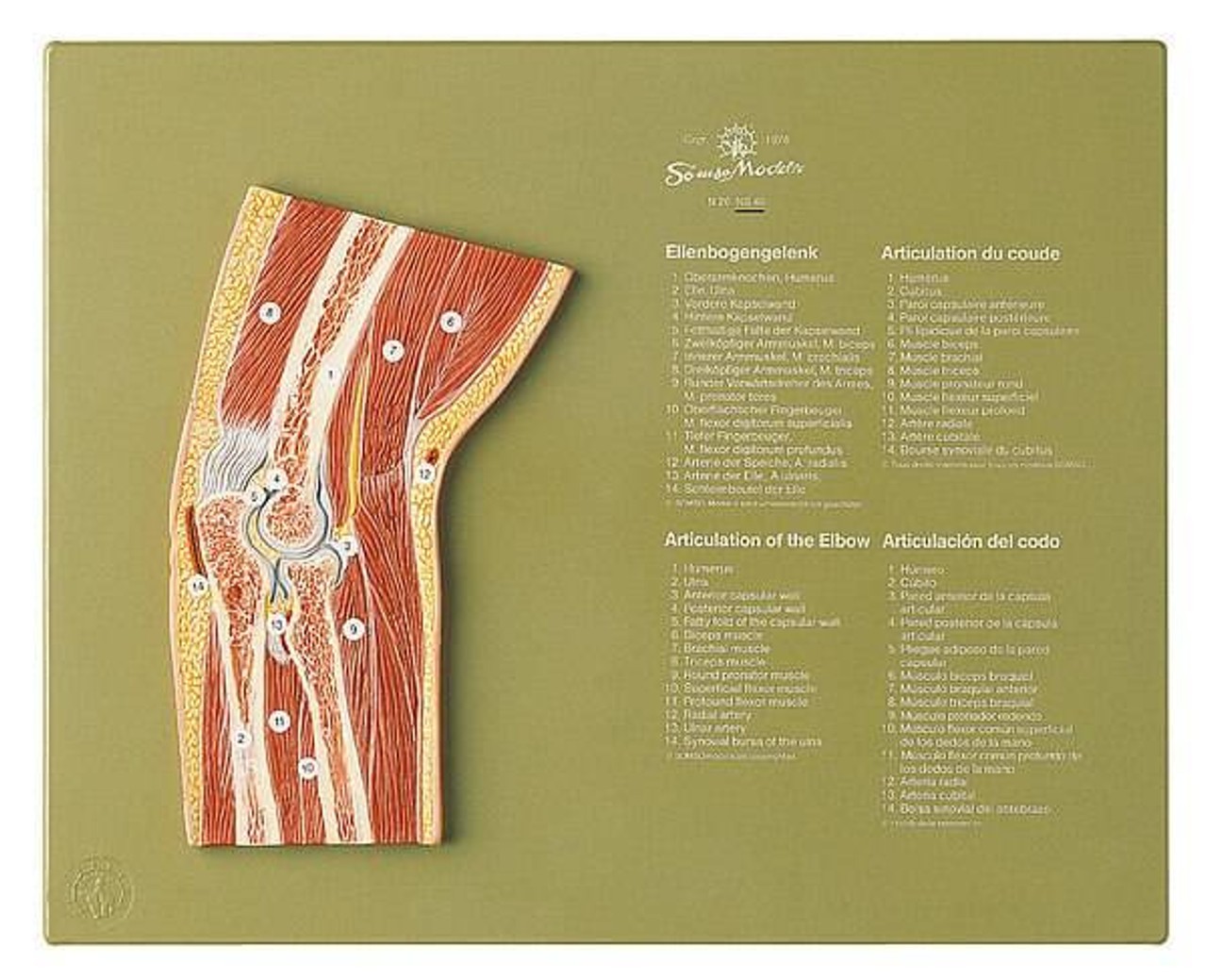 SOMSO Section through the Elbow Anatomy Model