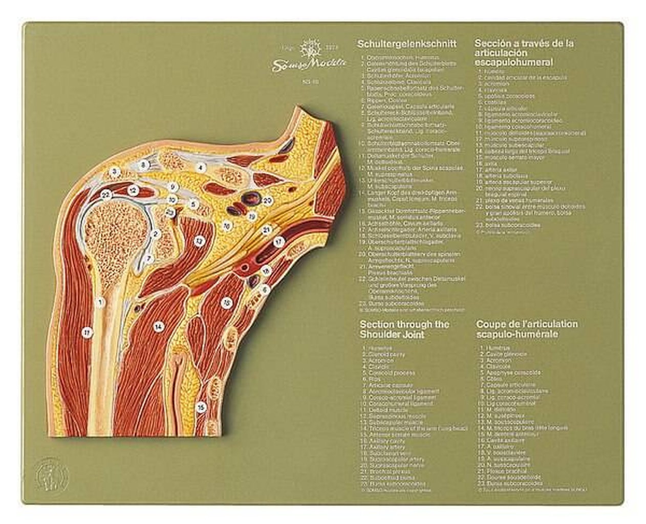 SOMSO Section through the Shoulder Joint Anatomy Model