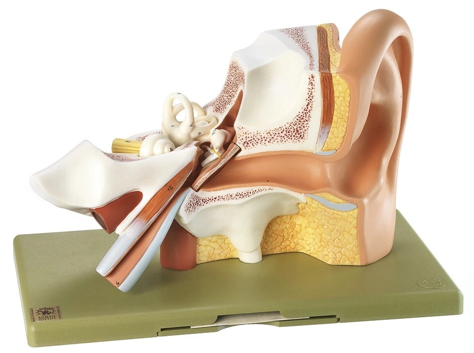 SOMSO 3-Part Enlarged Ear Anatomy Model