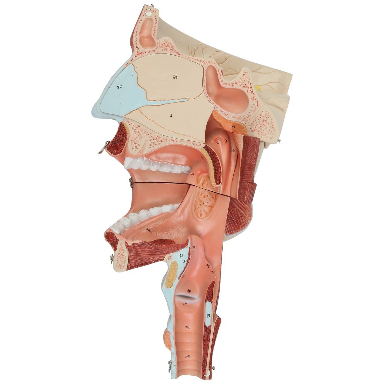 Axis Scientific Cavities of the Nose, Mouth and Throat with Larynx