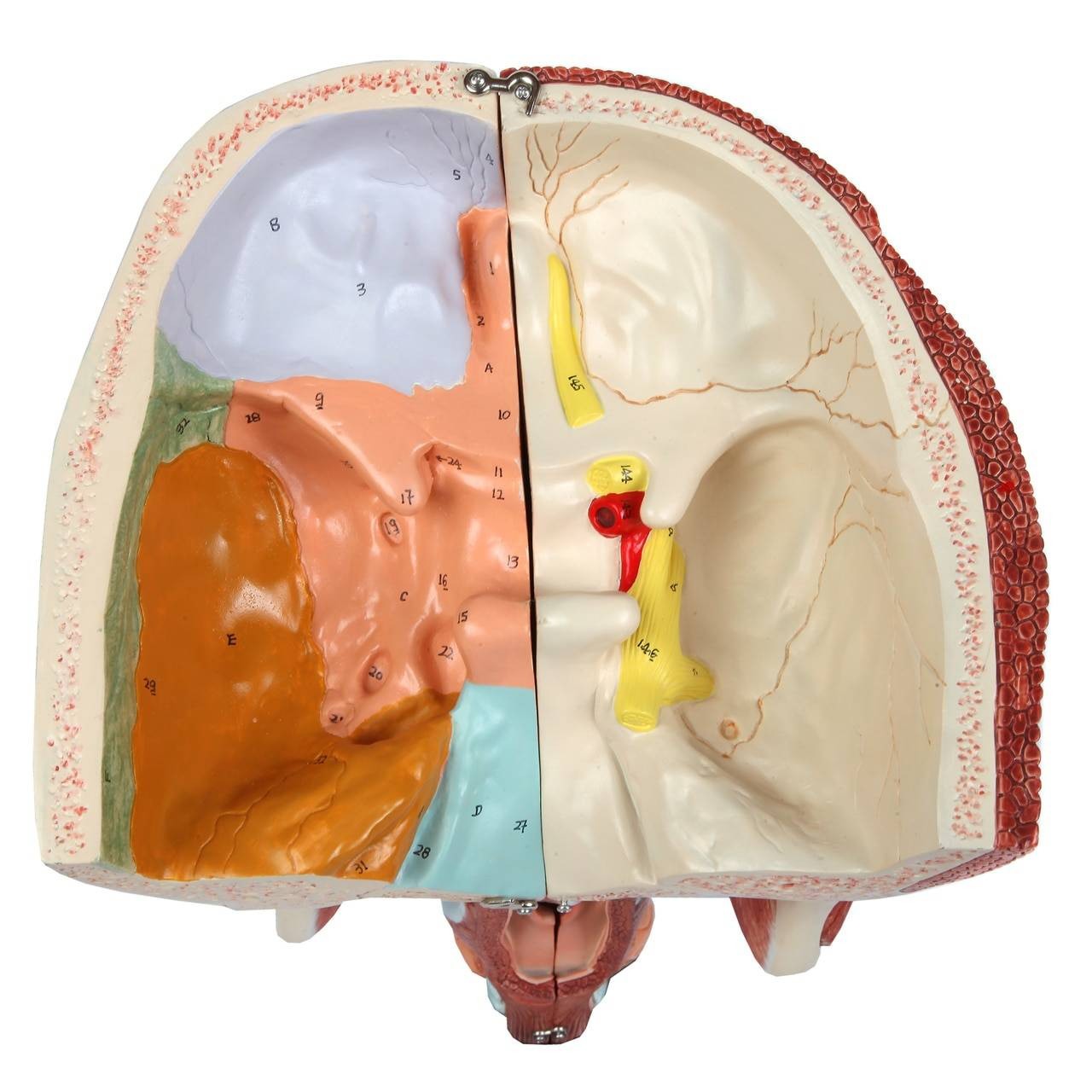Axis Scientific Cavities of the Nose, Mouth and Throat with Larynx