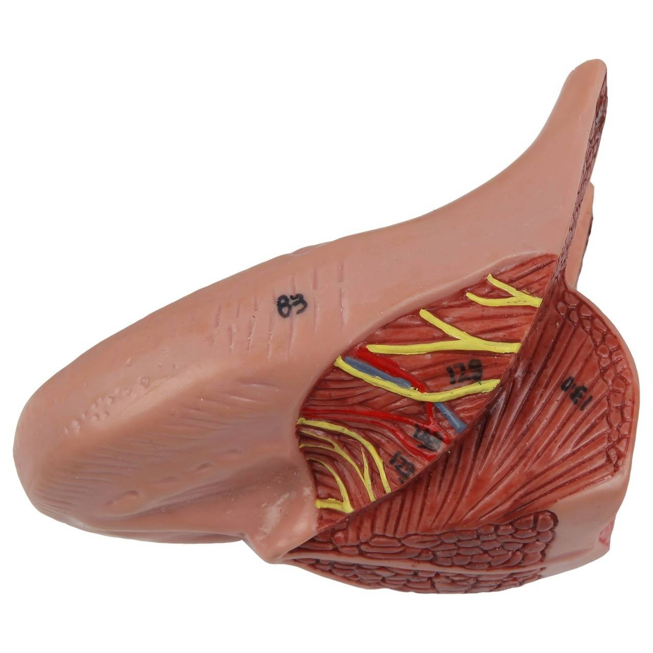 Axis Scientific Cavities of the Nose, Mouth and Throat with Larynx