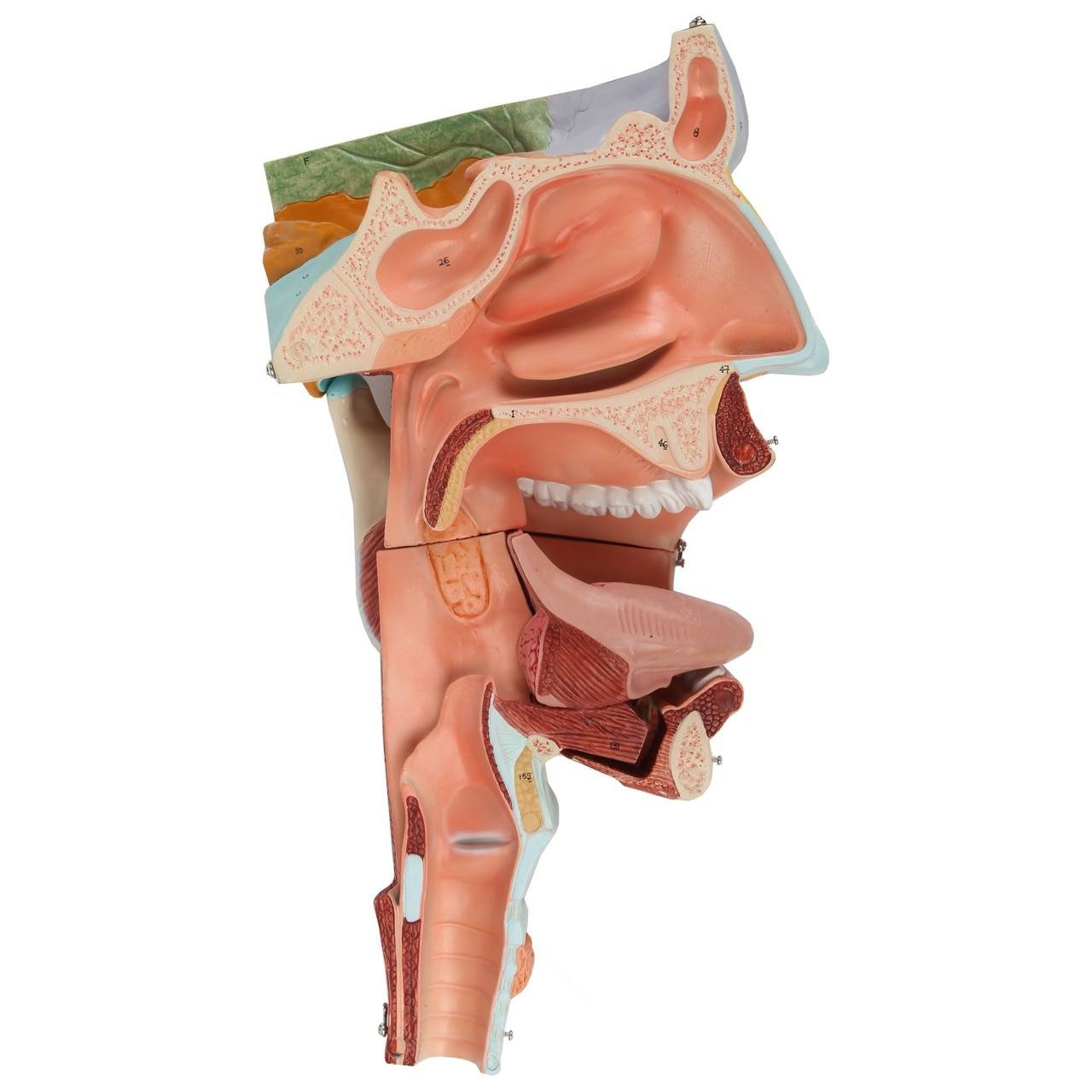 Axis Scientific Cavities of the Nose, Mouth and Throat with Larynx