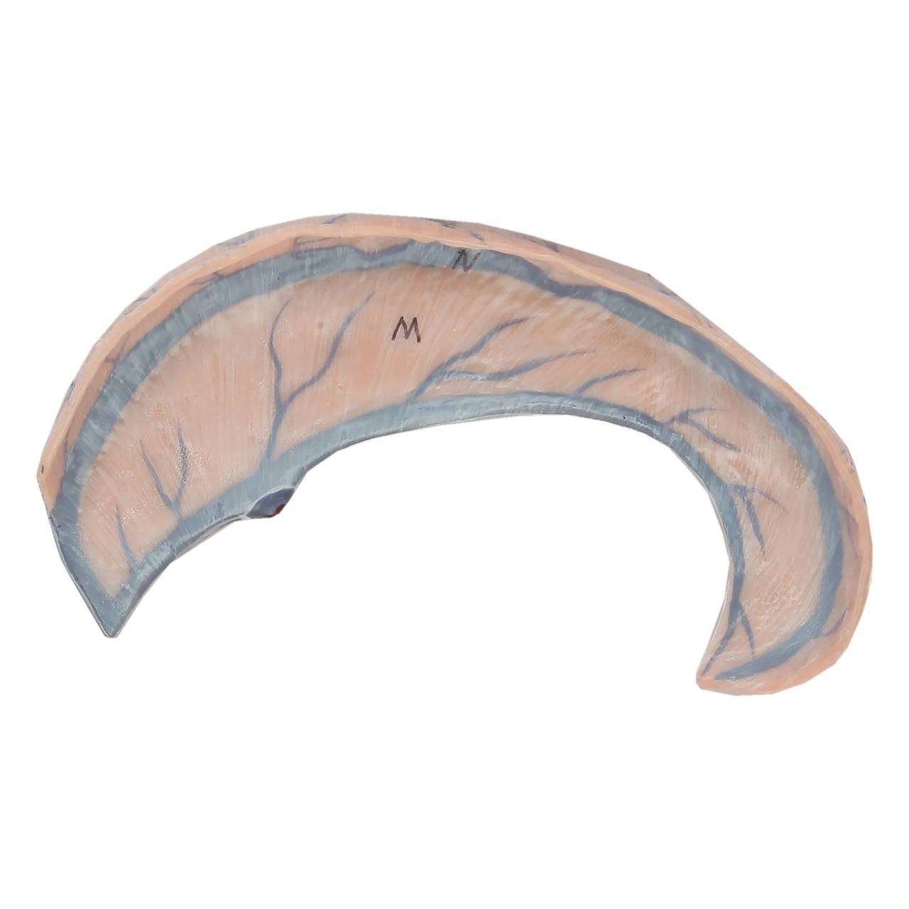 Axis Scientific Head and Neck Muscle Model