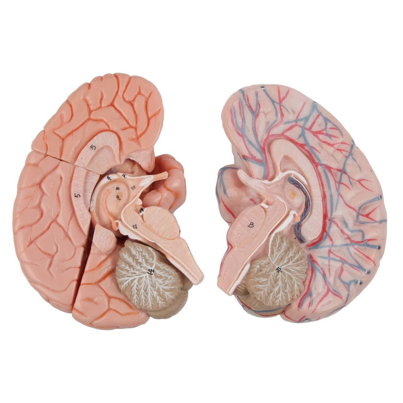 Axis Scientific Head and Neck Muscle Model