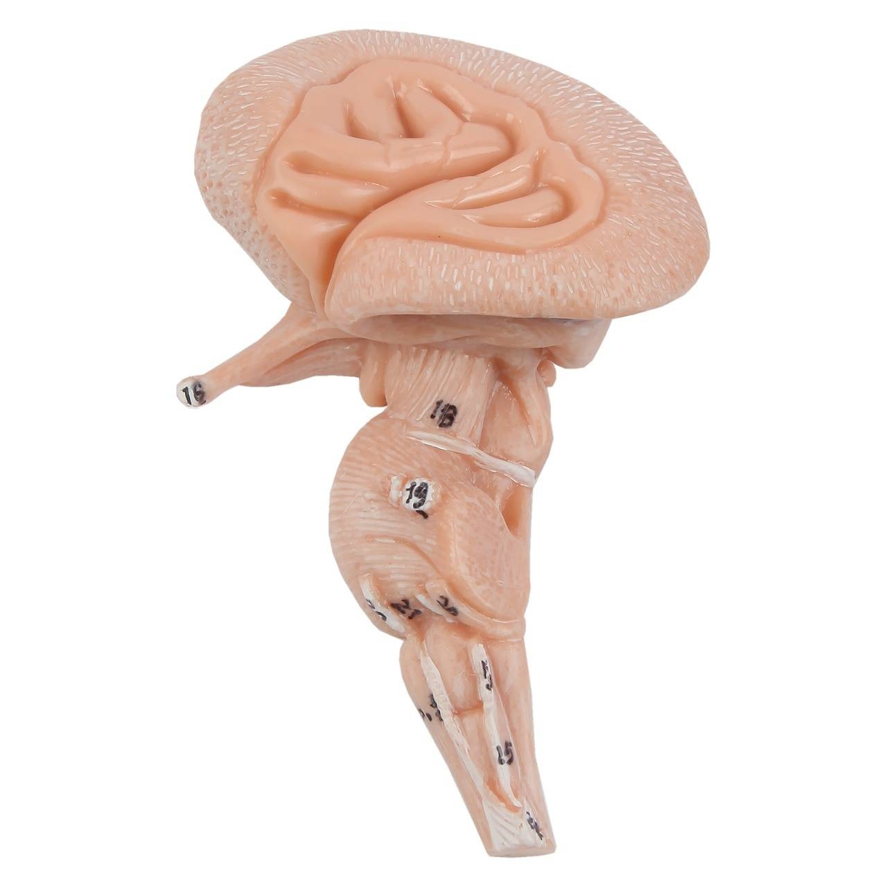 Axis Scientific Head and Neck Muscle Model