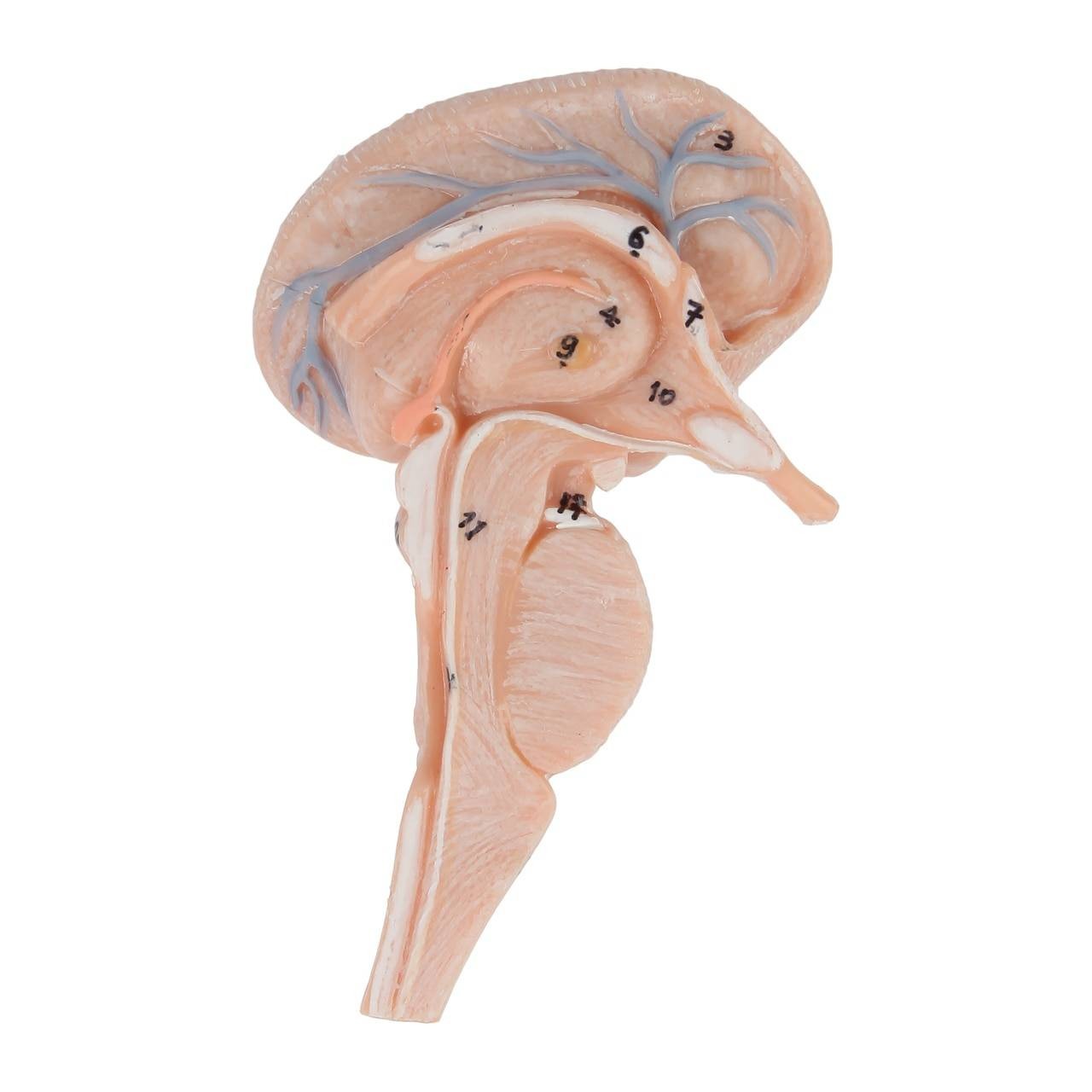 Axis Scientific Head and Neck Muscle Model