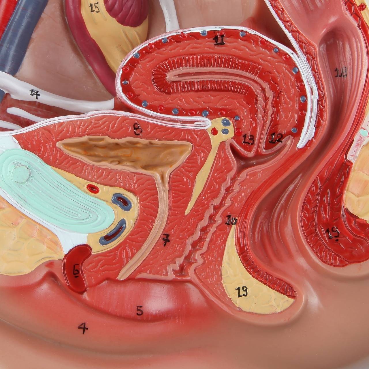 【ラプンツェル様用】ATAVISM / PUTREFIED GENITALIA ラプンツェル様用】ATAVISM / PUTREFIED GENITALIA Vision