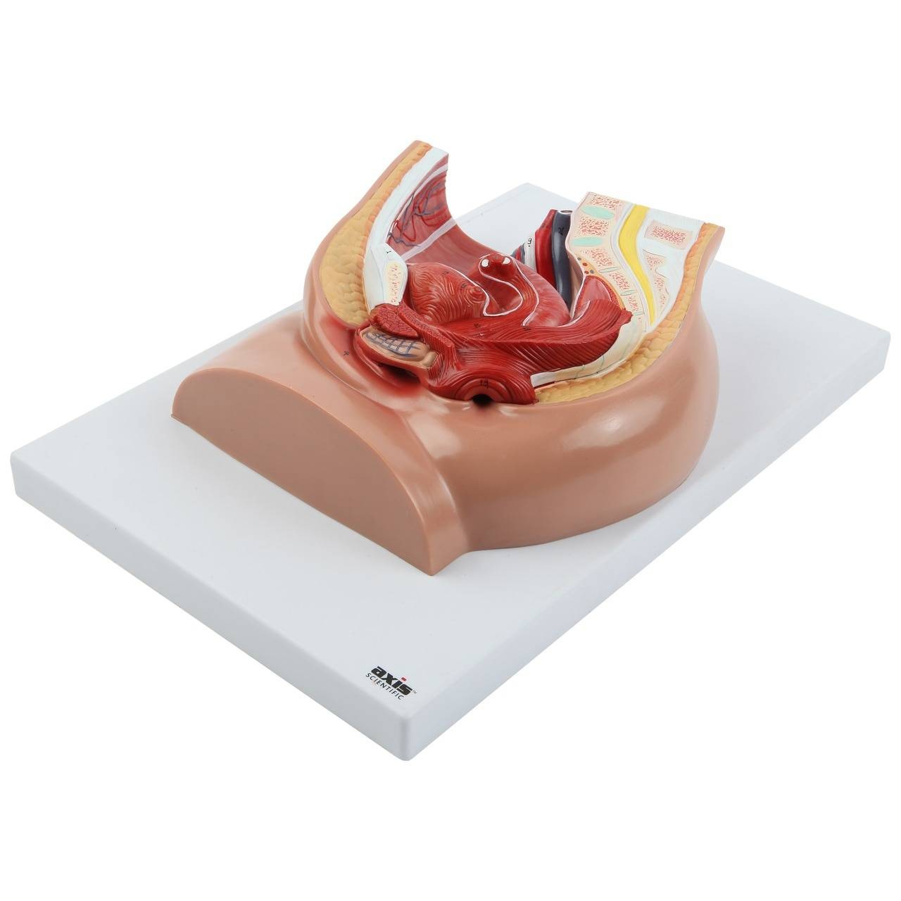 Axis Scientific 2-Part Female Pelvis Anatomy Model