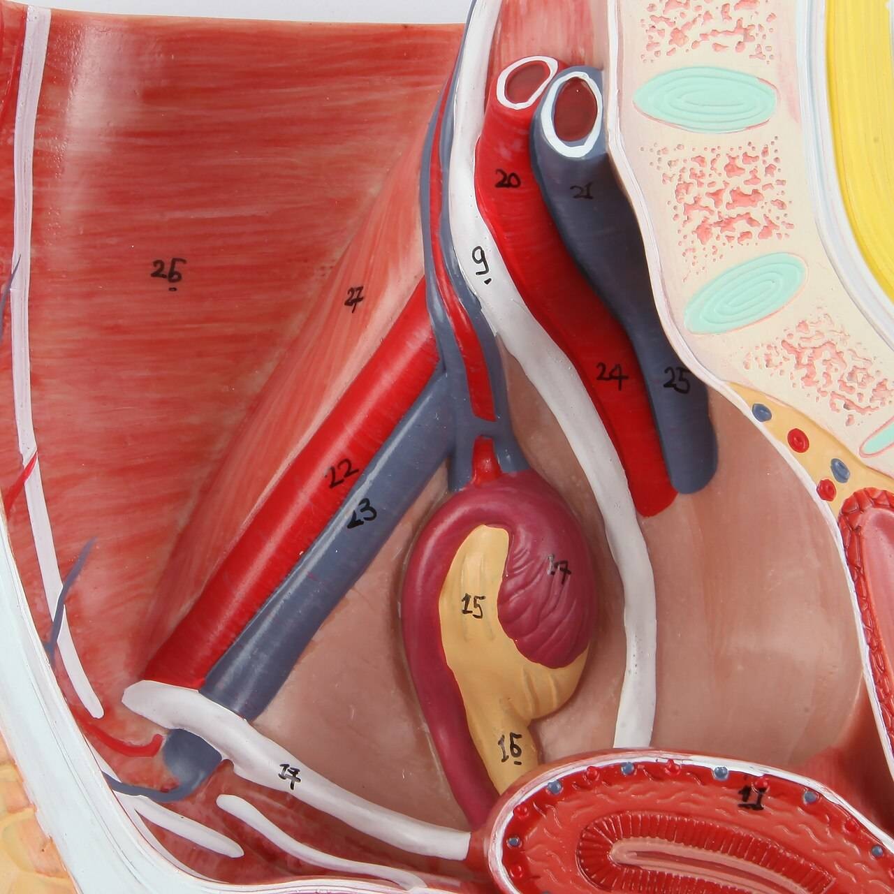 Axis Scientific 2-Part Female Pelvis Anatomy Model