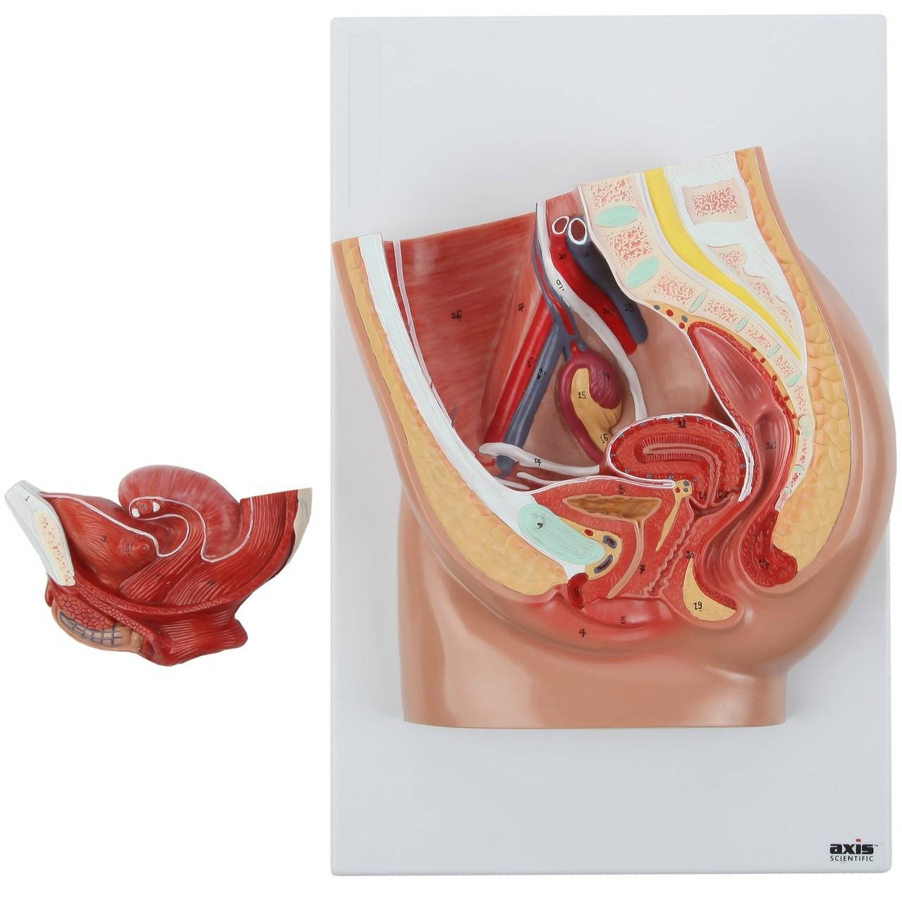 Axis Scientific 2-Part Female Pelvis Anatomy Model | Anatomy