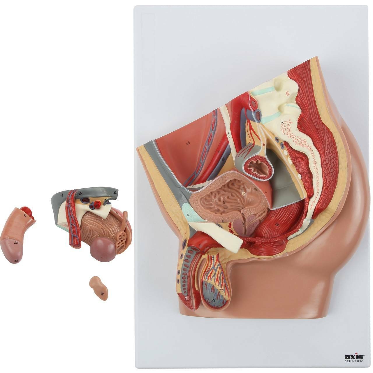 Axis Scientific 4-Part Male Pelvis Anatomy Model with removable organs,  including the penis, seminal vesicle, urethra, prostate, spermatic cord, testicular artery, and more