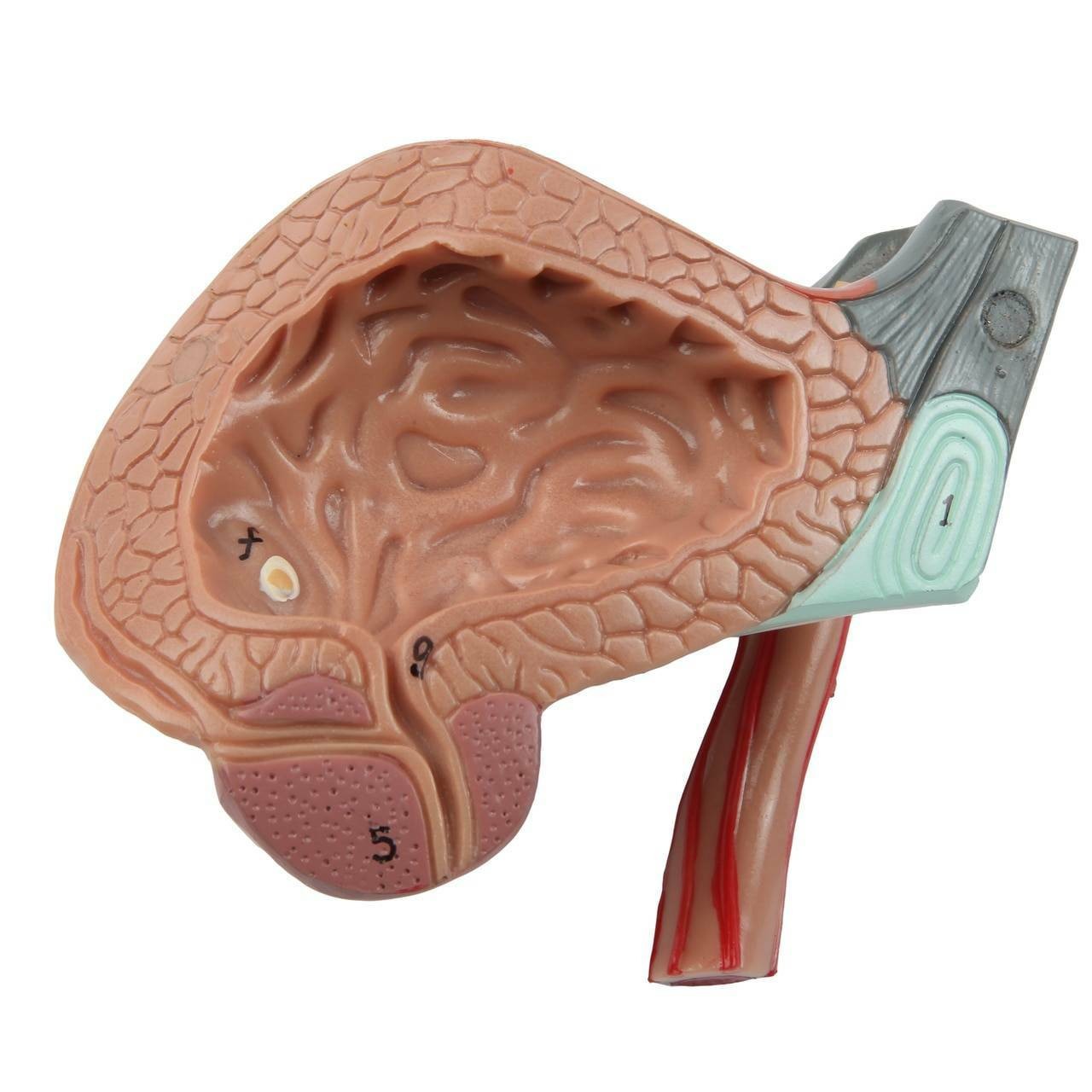 Axis Scientific 4-Part Male Pelvis Anatomy Model featuring the removable prostate, ureteral orifice, urinary bladder, ureter, internal  orifice of urethra, and pubic symphysis