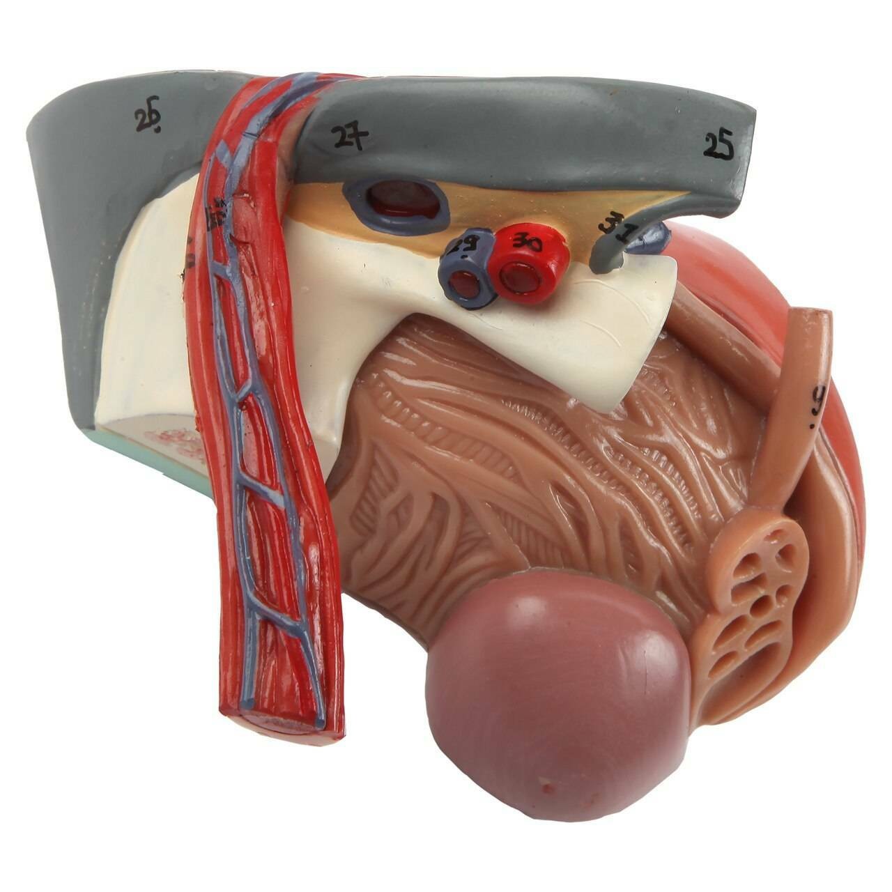 Axis Scientific 4-Part Male Pelvis Anatomy Model featuring the pubic bone, spermatic cord, testicular artery, femoral vein, femoral artery, ureter, femoral ring