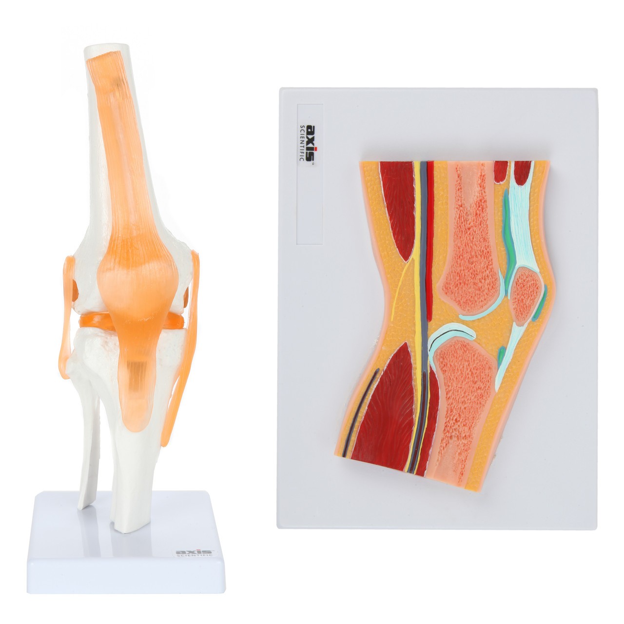 Axis Scientific Functional Knee Joint and Cross Section
