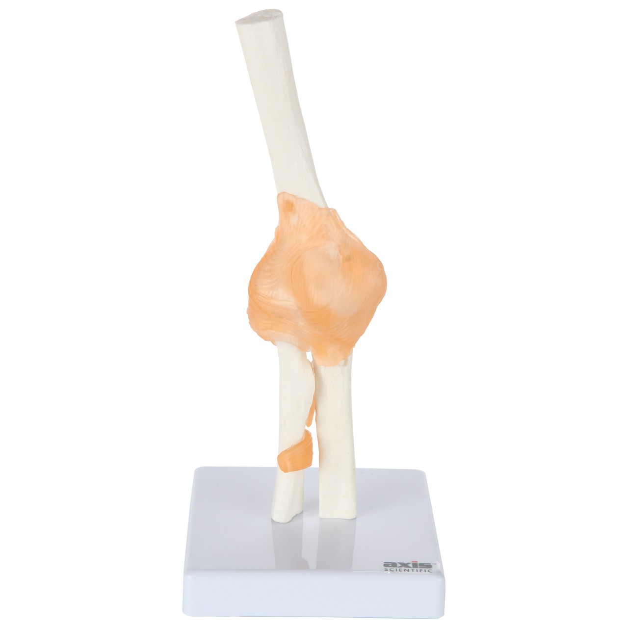 Axis Scientific Functional Elbow Joint and Cross Section Anatomy Model Set