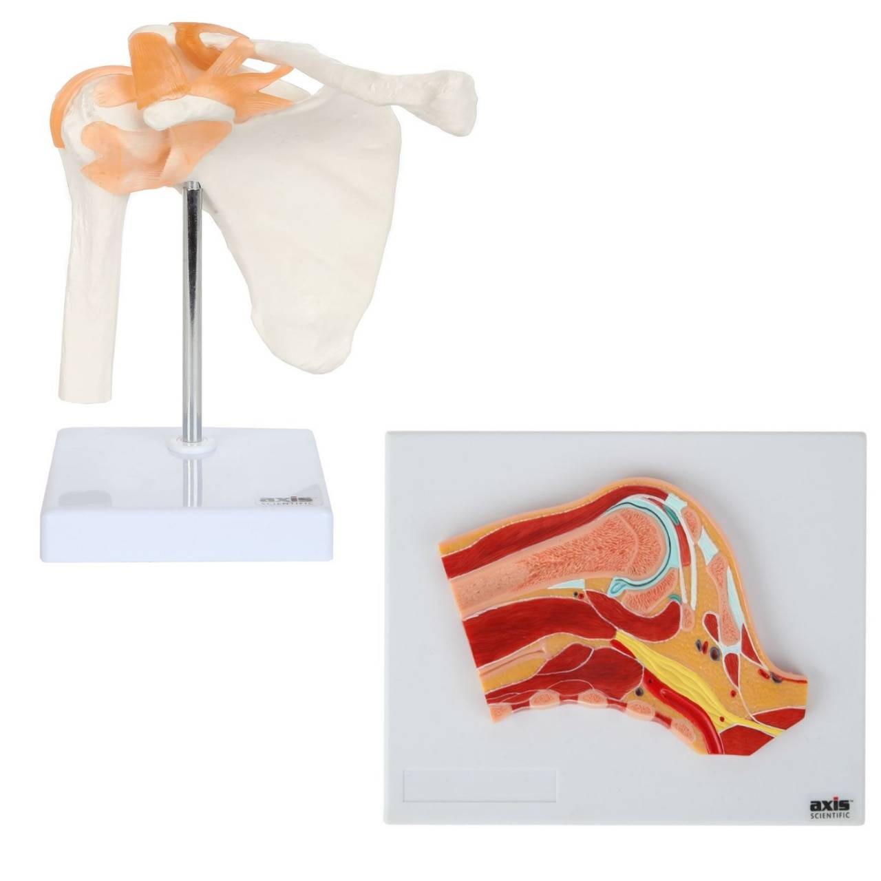 Axis Scientific Functional Shoulder Joint and Cross Section Anatomy Model Set