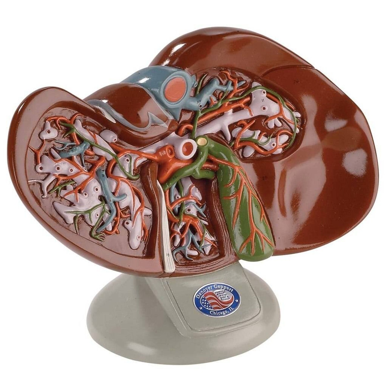 Liver and Gallbladder Anatomical Model