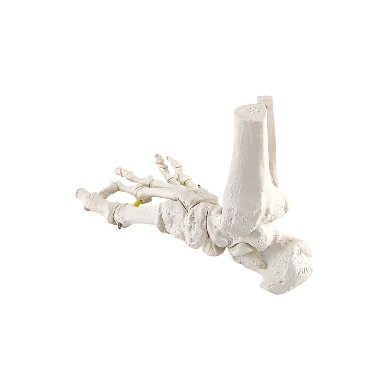 Axis Scientific Foot Skeleton with Ankle with Elastic Articulation